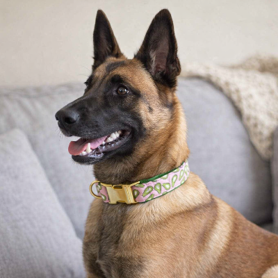 collier pour chien malinois canape