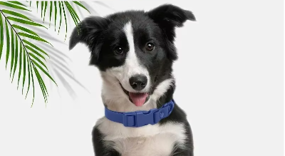 collier pour chien marine resistant