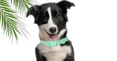 collier pour chien menthe resistant