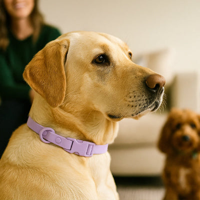 collier pour chien pastel lavande