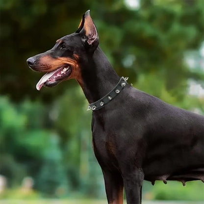 Collier pour chien pique tendance