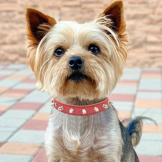 Collier pour chien rebelle