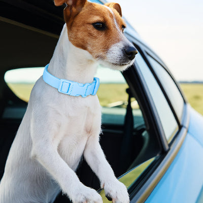 collier pour chien resistant balade bleu