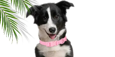 collier pour chien rose resistant
