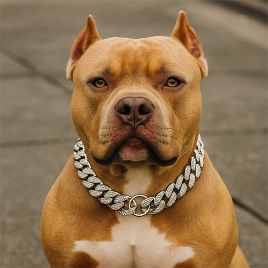 Collier pour chien star