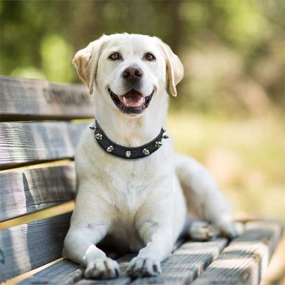 Collier pour chien tendance