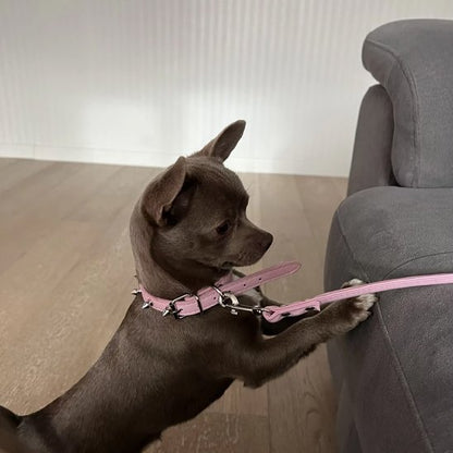 Collier pour chien toute taille