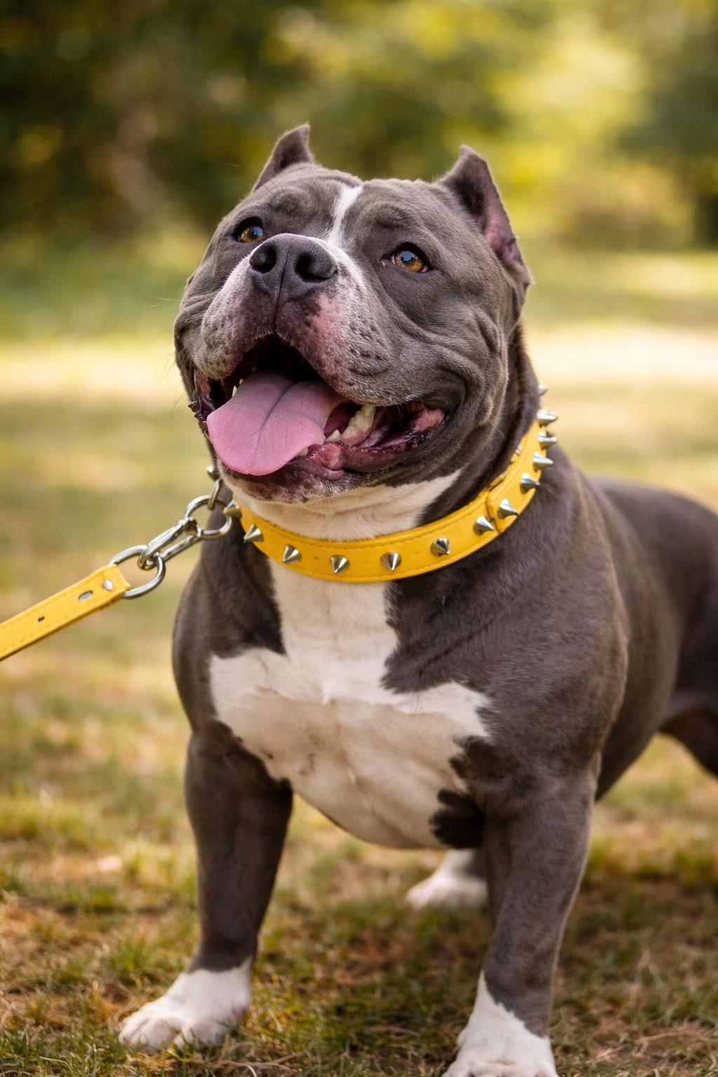 Collier chien cuir | SunSpike