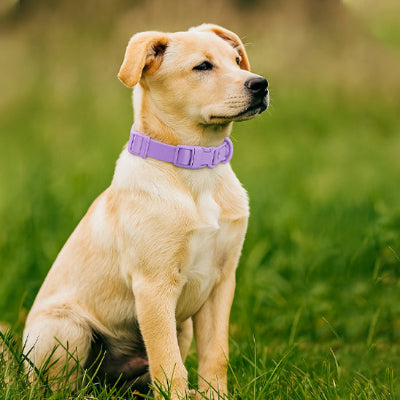 collier pour chien balade lavande