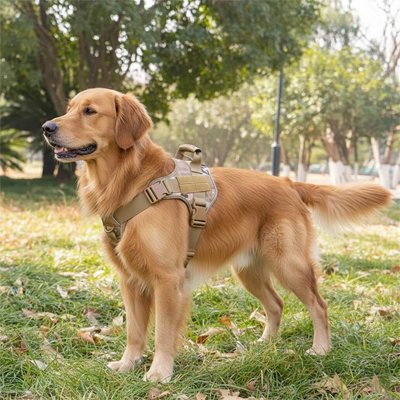Harnais chien en balade