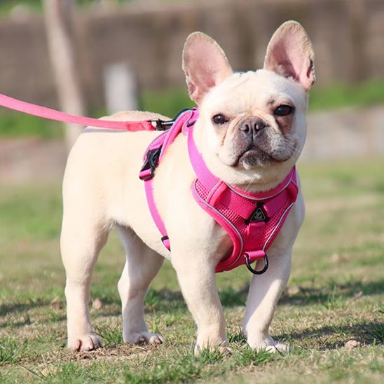 Harnais pour chien avec laisse parc