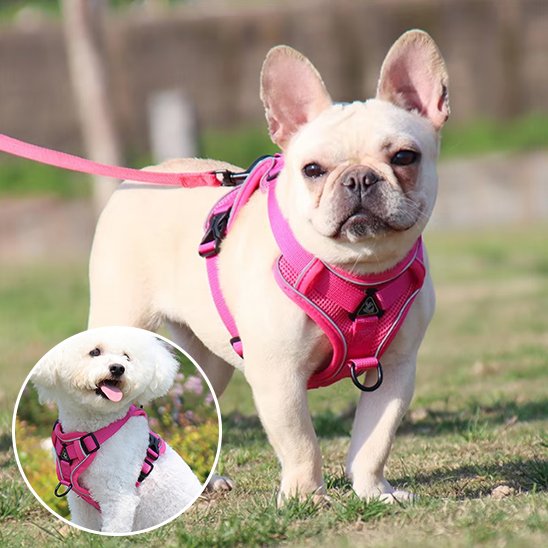 Harnais pour chien avec laisse