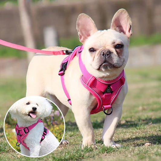 Harnais pour chien avec laisse