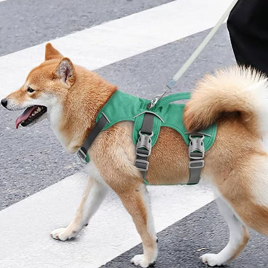 Harnais pour chien balade en ville