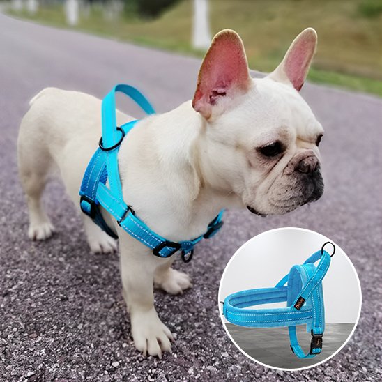 Harnais pour chien balade en ville