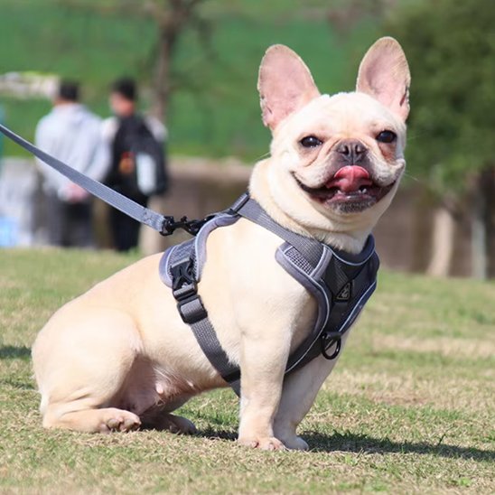 Harnais pour chien balade