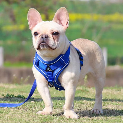 Harnais pour chien bleu avec laisse