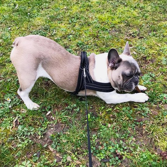Harnais pour chien noir balade