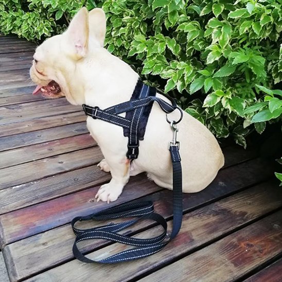 Harnais pour chien noir confortable