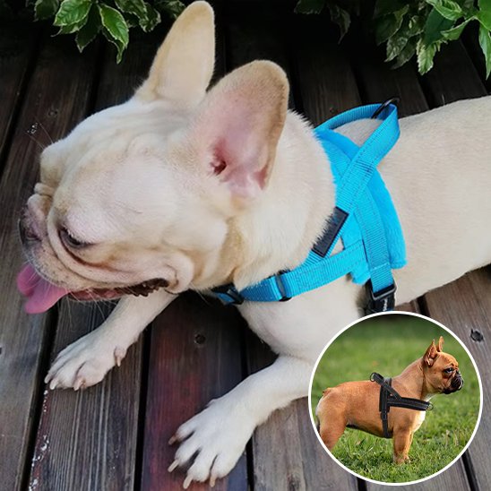 Harnais pour chien optimal promenade