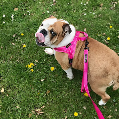 Harnais pour chien rose confortable