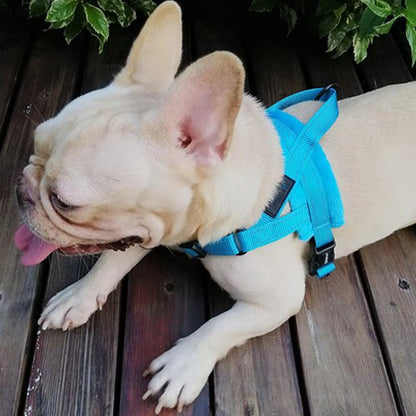 Harnais pour chien turquoise ajustable