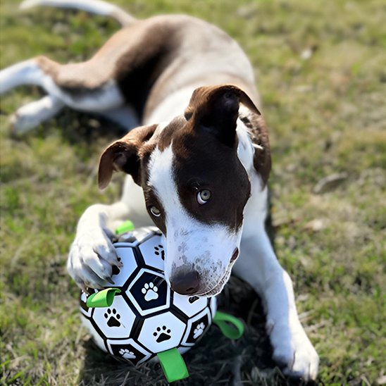 Jouet chien balle