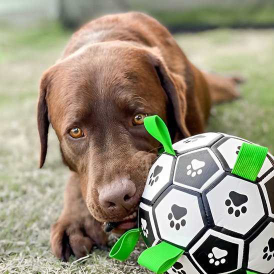 Jouet chien facile a attrapper