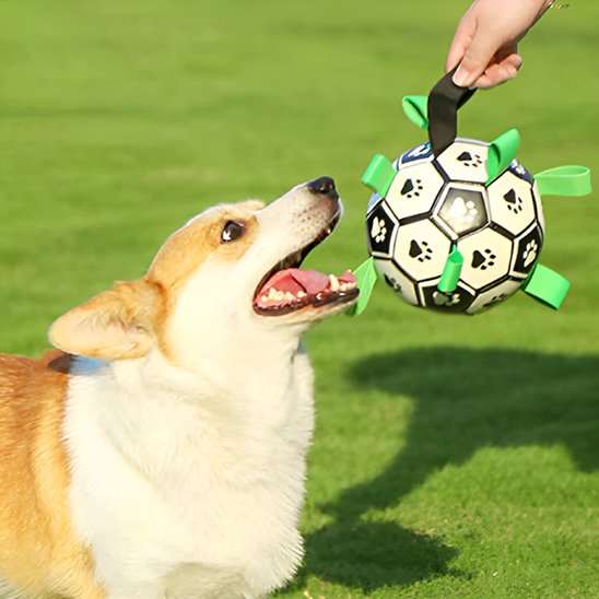 Jouet chien toute taille