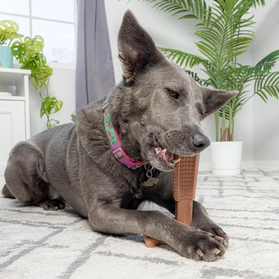 Jouet indestructible pour Chien baton