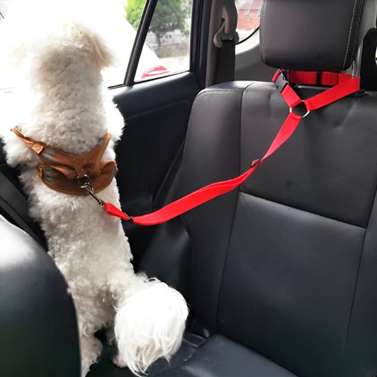 Laisse chien pleine securiter