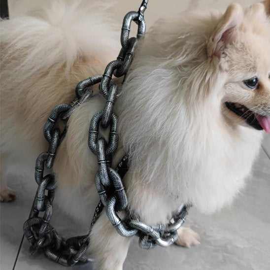 Laisse chien balade rigolote