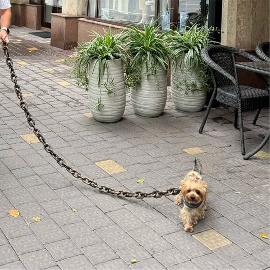 Laisse chien fantaisie