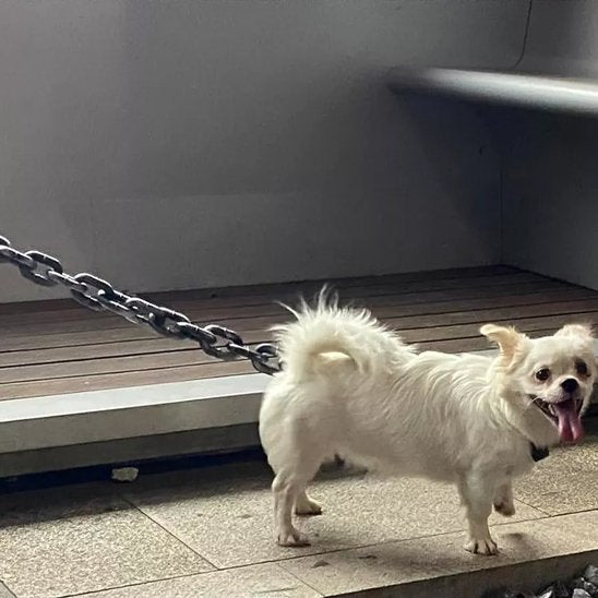 Laisse chien maille fantaisie