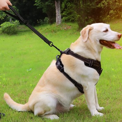Laisse chien marche au pieds