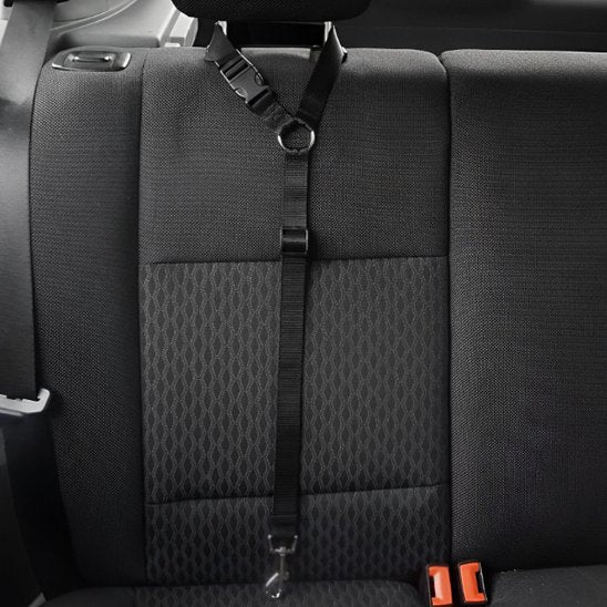 Laisse chien protection voirutre