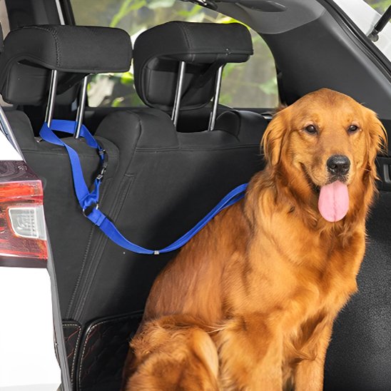 Laisse chien securiter voiture