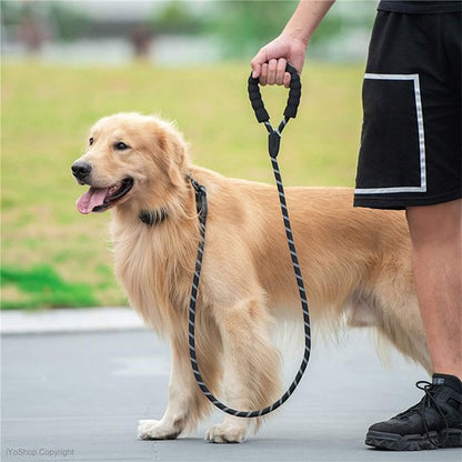 Laisse pour chien balade joyeuse