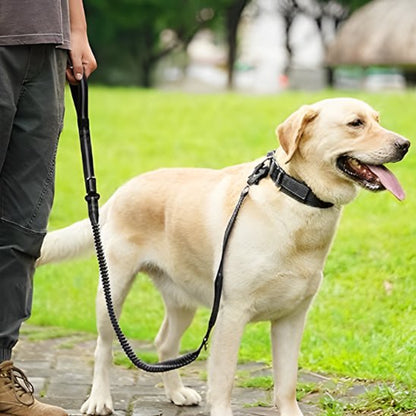 Laisse pour chien belle balade