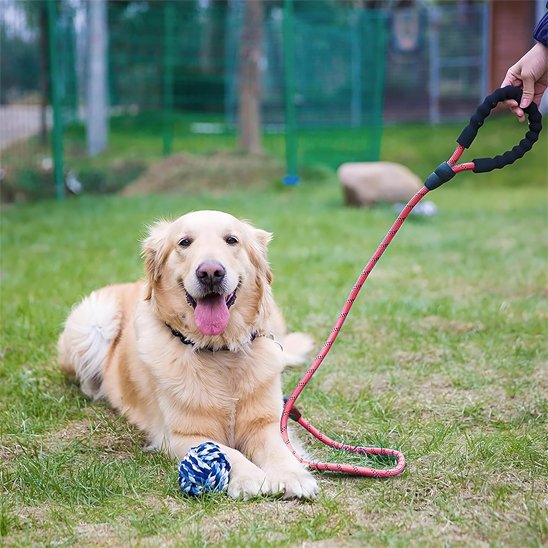 Laisse pour chien bonne prise en main