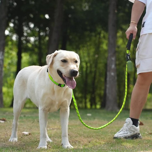 Laisse pour chien confortable balade