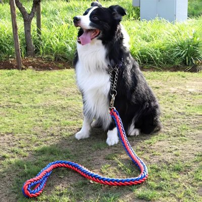 Laisse pour Chien confortable courte