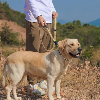 Laisse pour chien en balade 
