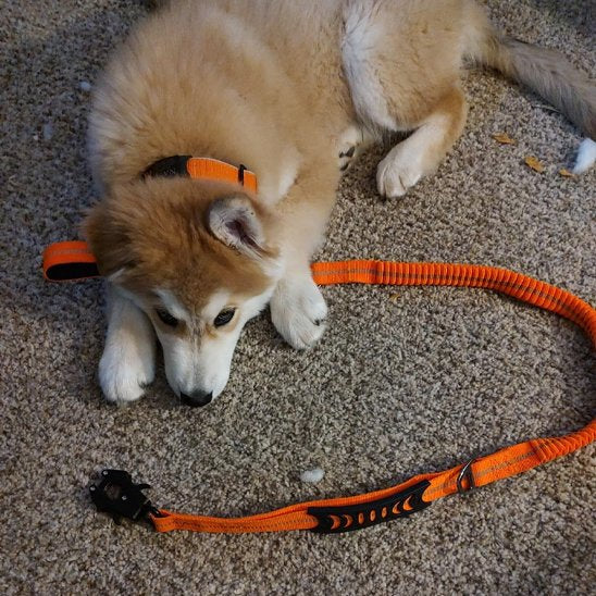 Laisse pour chien orange