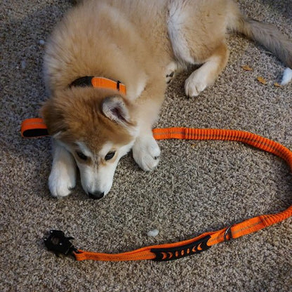 Laisse pour chien orange