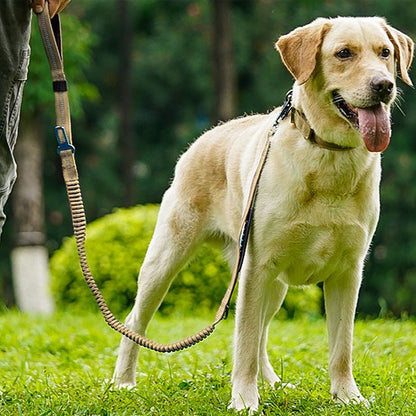 Laisse pour chien promenade 