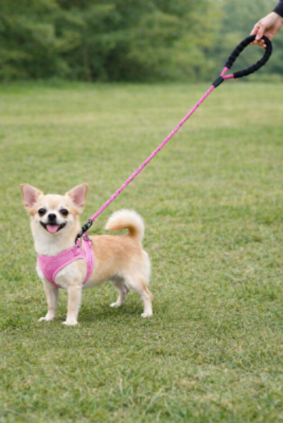 laisse pour chien rose exterieur