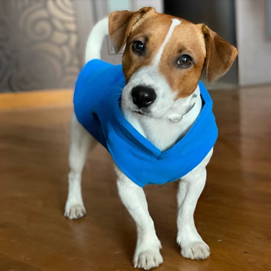 Manteau pour chien chaud